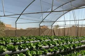 مشروع شبوك لمشروع زراعي